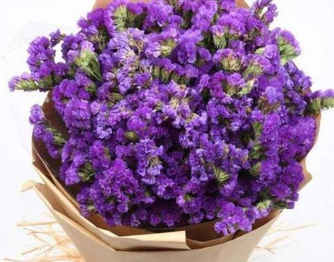紫色花语代表了什么？紫色花有哪些含义？
