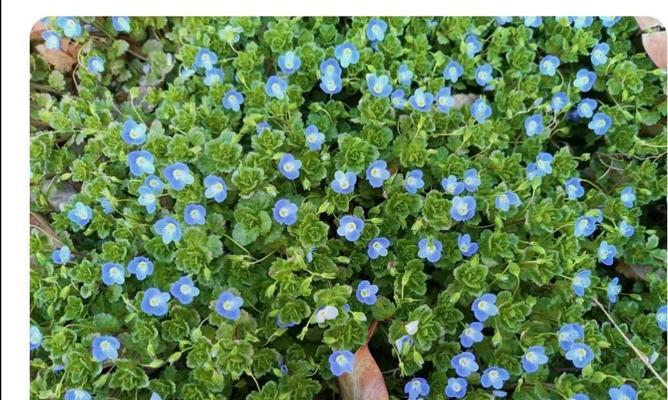 婆婆纳的花语是什么？婆婆纳花象征着什么？
