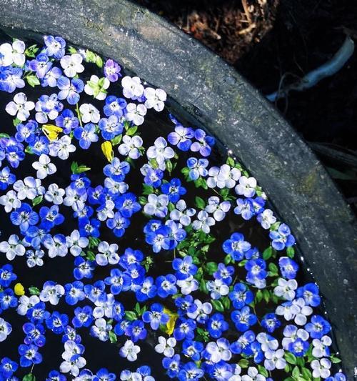 婆婆纳的花语是什么？婆婆纳花象征着什么？