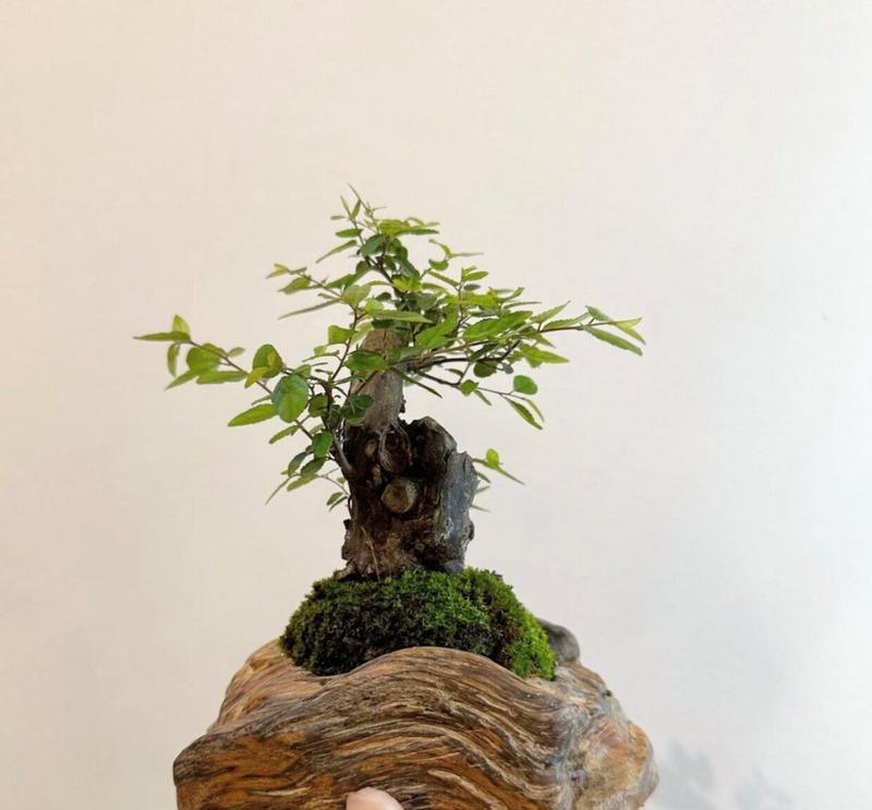 鲜花雀梅的花语是什么？雀梅花代表了什么？