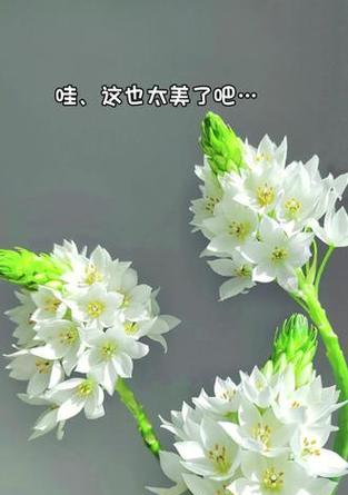 鲜花雀梅的花语是什么？雀梅花代表了什么？