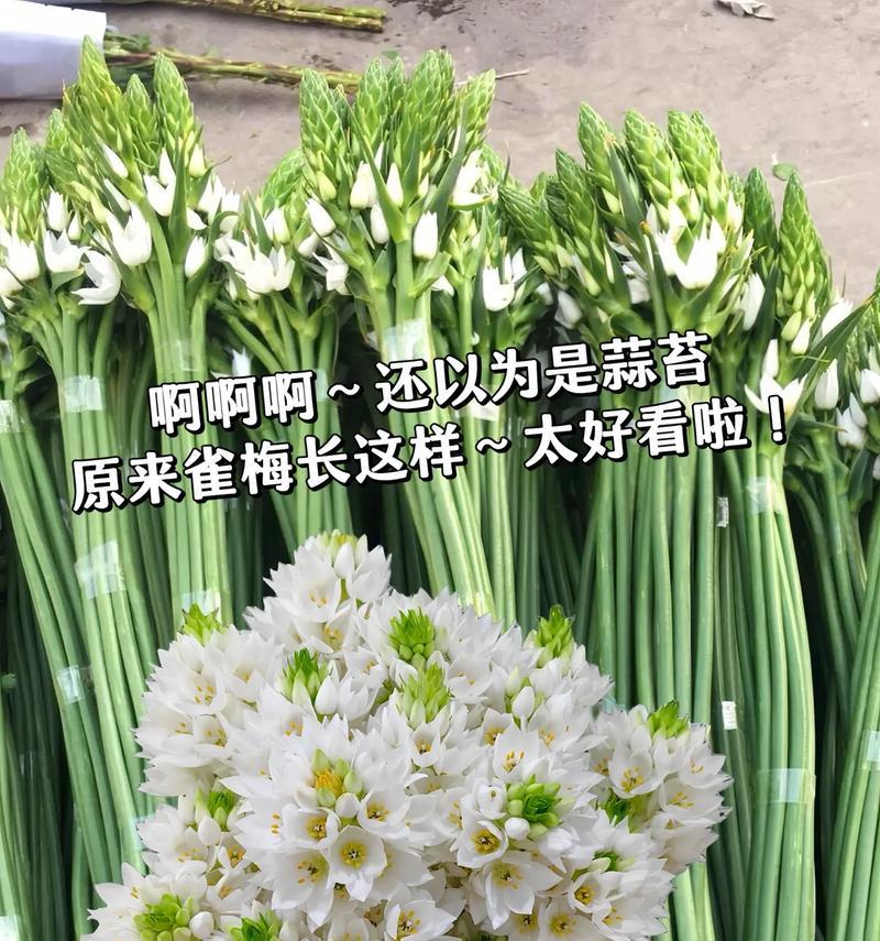 鲜花雀梅的花语是什么？雀梅花代表了什么？
