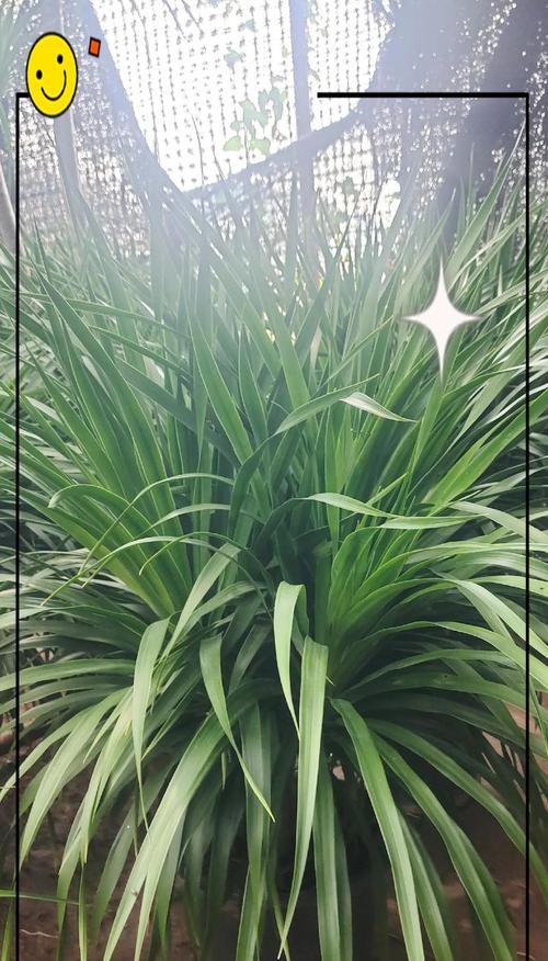 龙须树的花语是什么？龙须树花有哪些含义？