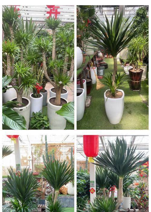 龙须树的花语是什么？龙须树花有哪些含义？
