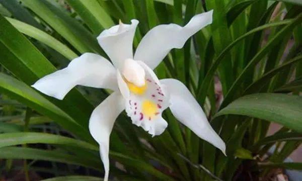 独占春的花语是什么？独占春花代表了什么？