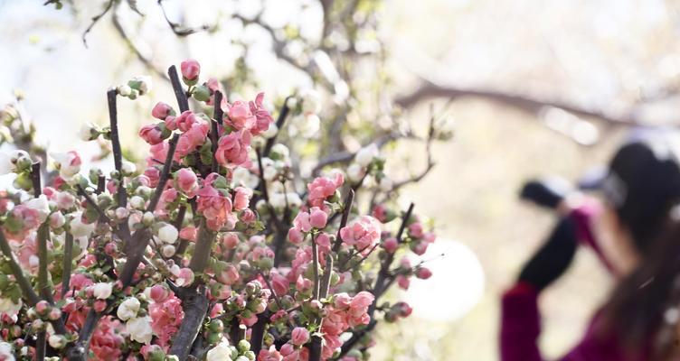 独占春的花语是什么？独占春花代表了什么？