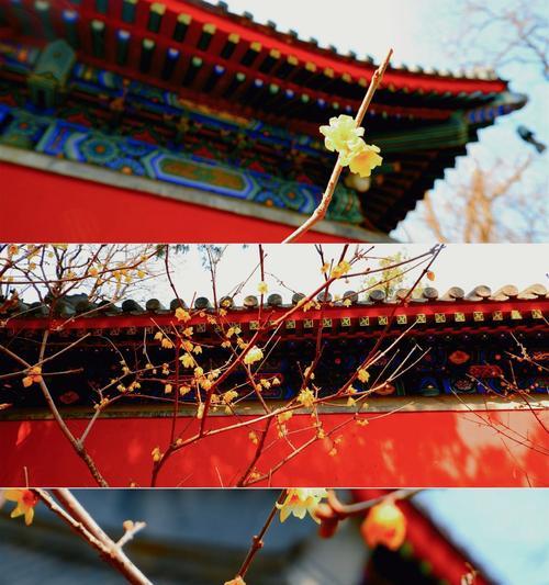 独占春的花语是什么？独占春花代表了什么？