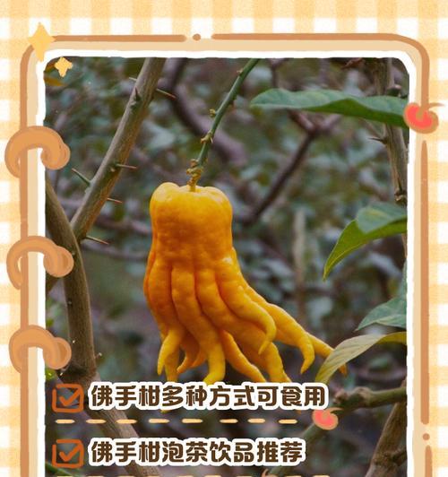 佛手柑橘的花语是什么？佛手柑橘花有哪些寓意？
