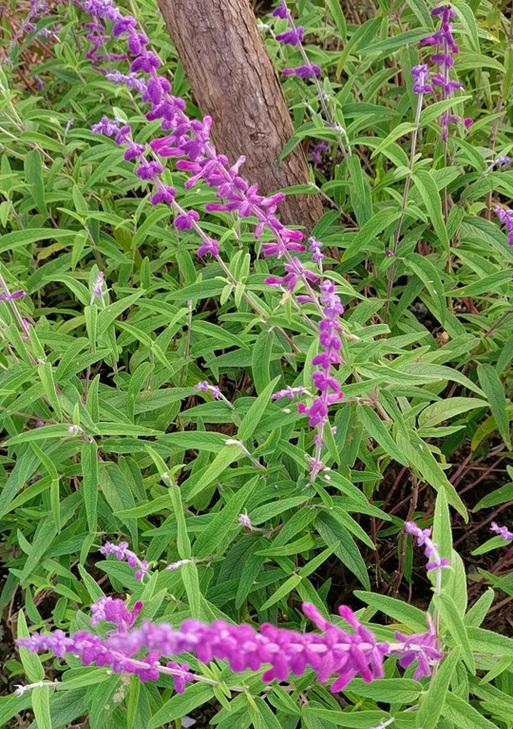 多头鼠尾的花语是什么？多头鼠尾花象征着什么？