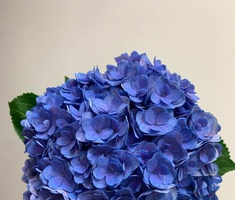 蓝色秀球的花语是什么？蓝色秀球花有哪些含义？
