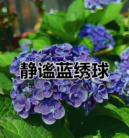 蓝色秀球的花语是什么？蓝色秀球花有哪些含义？
