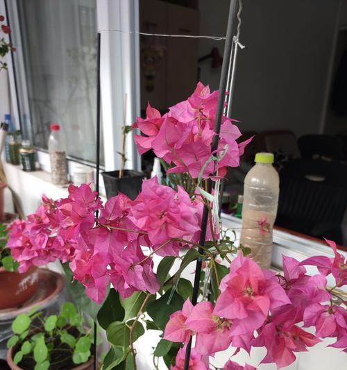 粉色拱兰的花语是什么？粉色拱兰花代表了什么？