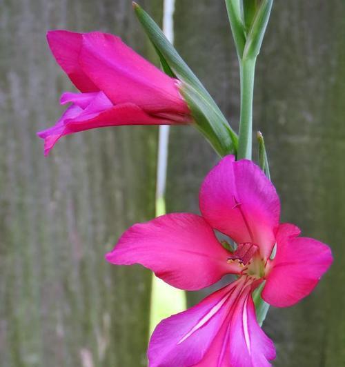粉色拱兰的花语是什么？粉色拱兰花代表了什么？