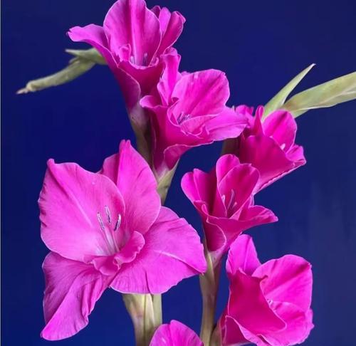 粉色拱兰的花语是什么？粉色拱兰花代表了什么？