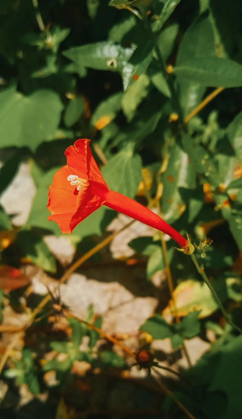 鱼花茑萝的花语是什么？鱼花茑萝花有哪些寓意？