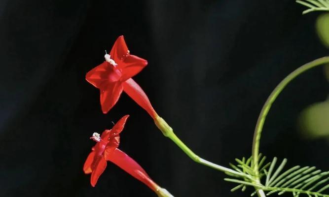 鱼花茑萝的花语是什么？鱼花茑萝花有哪些寓意？