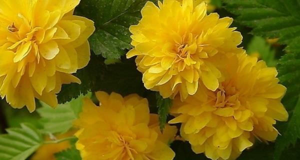 鹿角每棠的花语是什么？鹿角每棠花象征着什么？