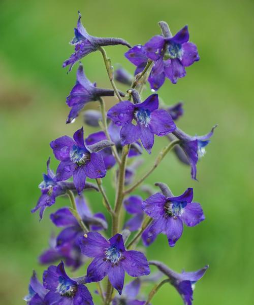 蓝色蕙兰的花语是什么？蓝色蕙兰花有哪些含义？