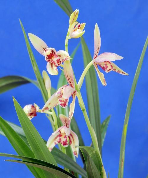 蓝色蕙兰的花语是什么？蓝色蕙兰花有哪些含义？