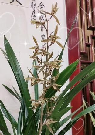 白墨兰的花语有哪些？白墨兰代表了什么意义？