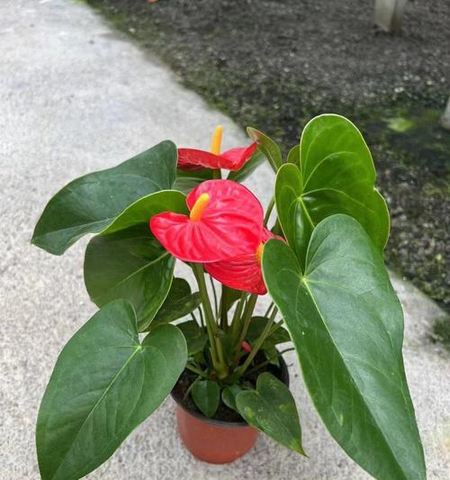 小红掌的花语是什么？小红掌象征着什么？