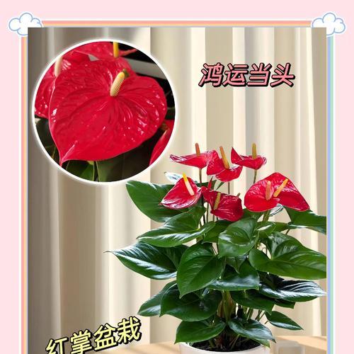 小红掌的花语是什么？小红掌象征着什么？
