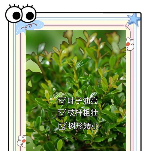 红木赤楠花语是什么？红木赤楠象征着什么？