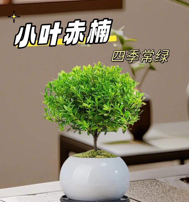 红木赤楠花语是什么？红木赤楠象征着什么？