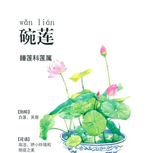 碗莲的花语是什么？碗莲代表了什么意义？