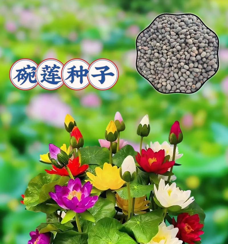 碗莲的花语是什么？碗莲代表了什么意义？