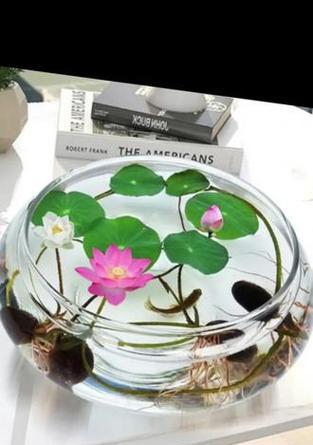 碗莲的花语是什么？碗莲代表了什么意义？