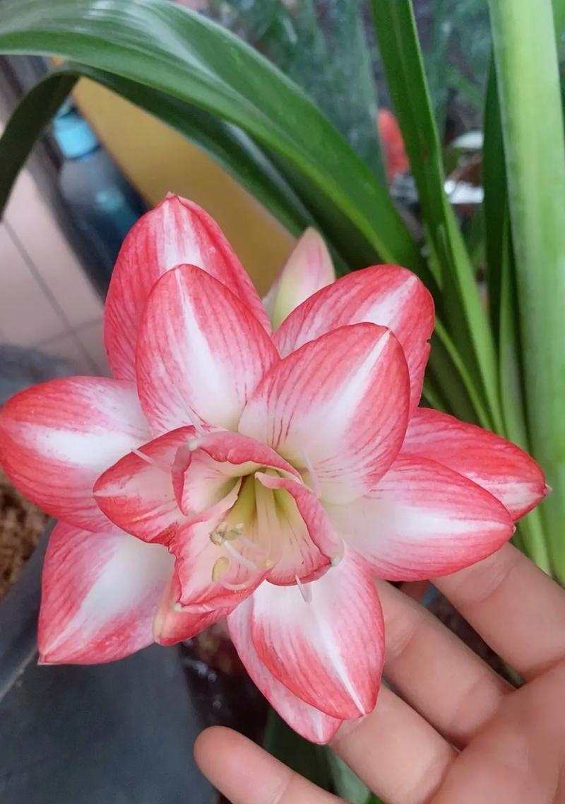 麻雀花的花语有哪些？麻雀花象征着什么？