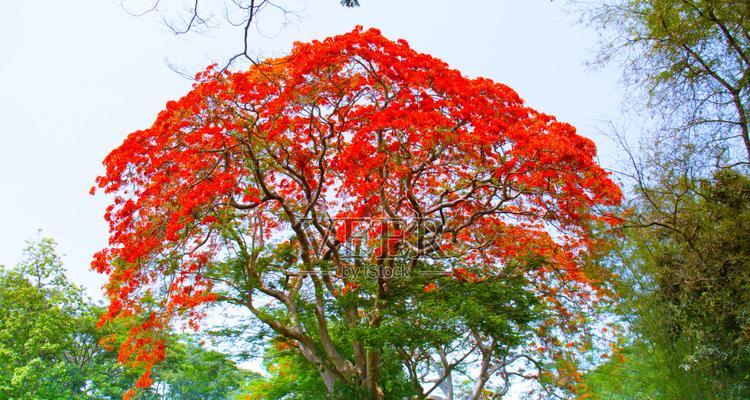 麻雀花的花语有哪些？麻雀花象征着什么？