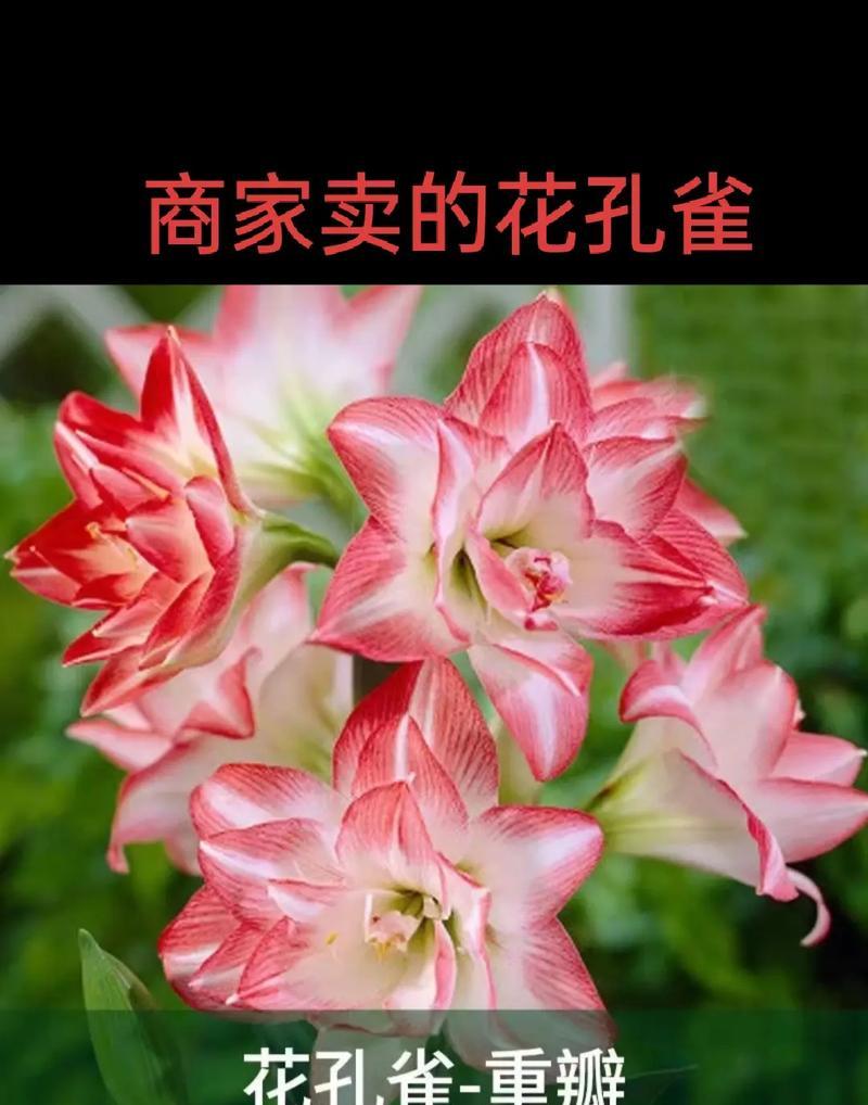 麻雀花的花语有哪些？麻雀花象征着什么？