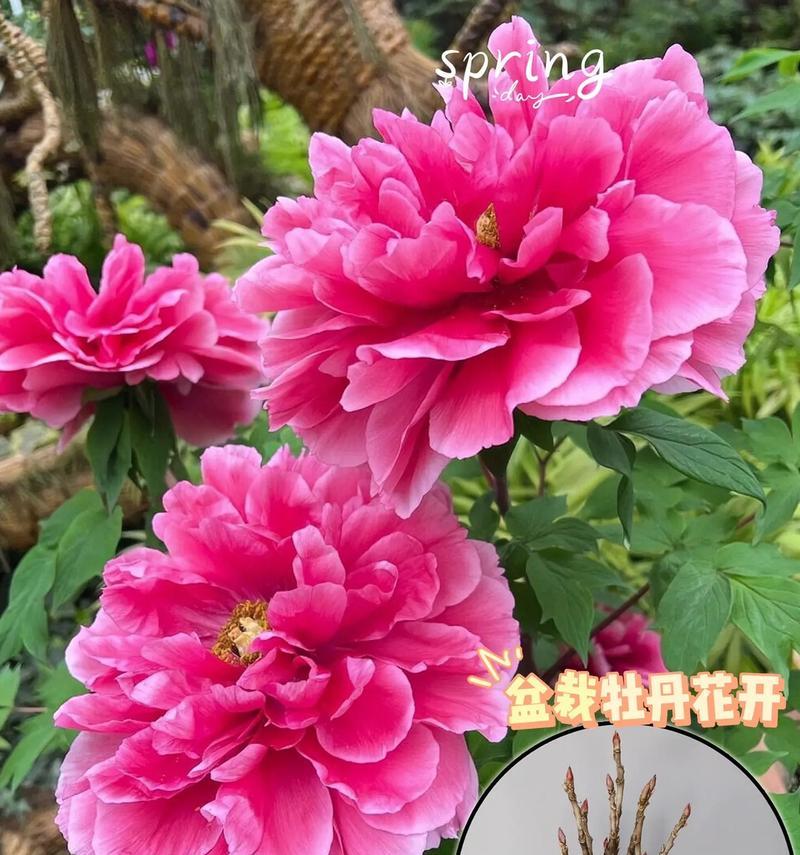树牡丹的花语是什么？树牡丹代表了什么？