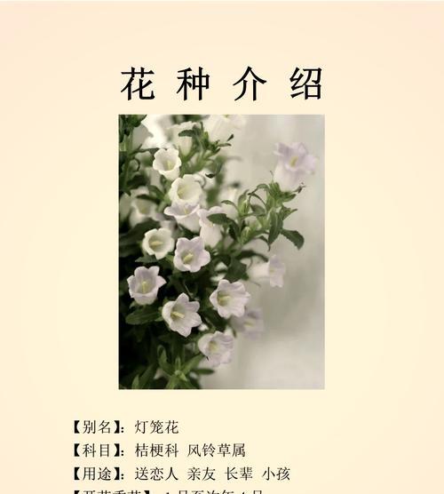 空气草的花语是什么？空气草代表了什么意义？
