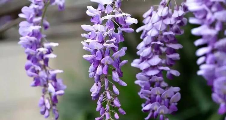 扁桃花的花语有哪些?扁桃花象征着什么?