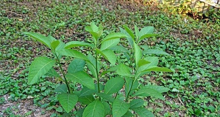 扁桃花的花语有哪些？扁桃花象征着什么？