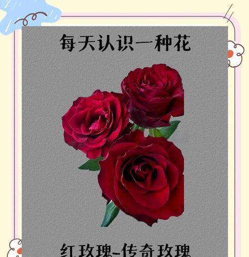 红玫瑰的花语是什么？红玫瑰代表了什么？