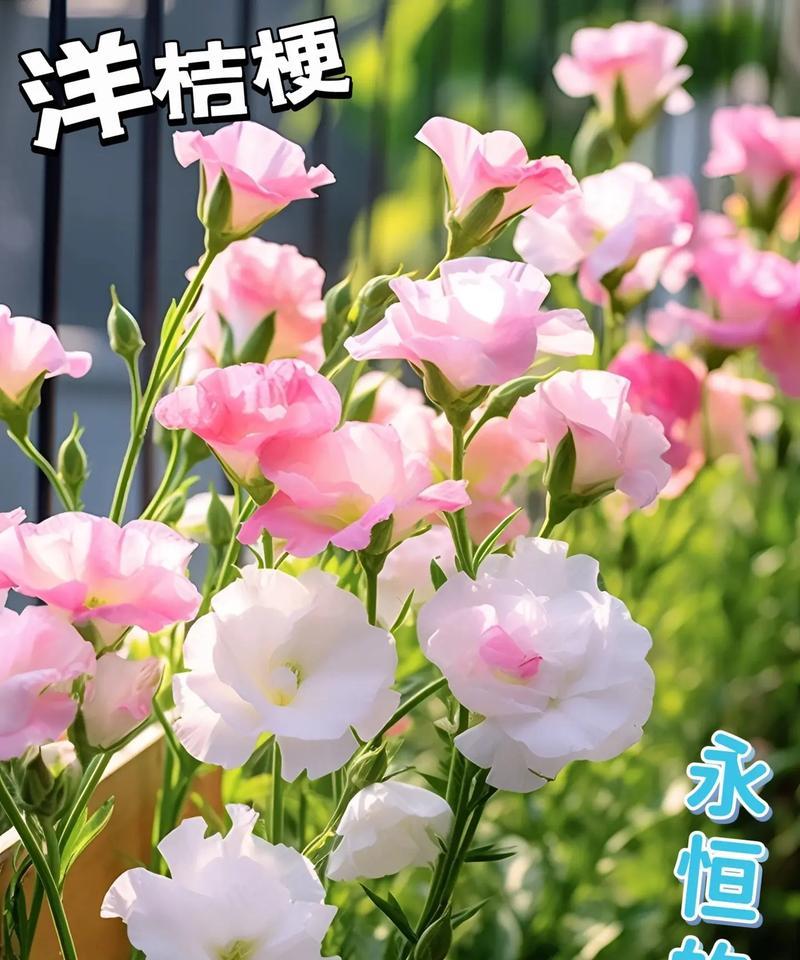 花语中的保护的爱是什么意思？如何用花语表达保护的爱？