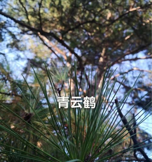 松针花的花语是什么？松针花代表了什么意义？