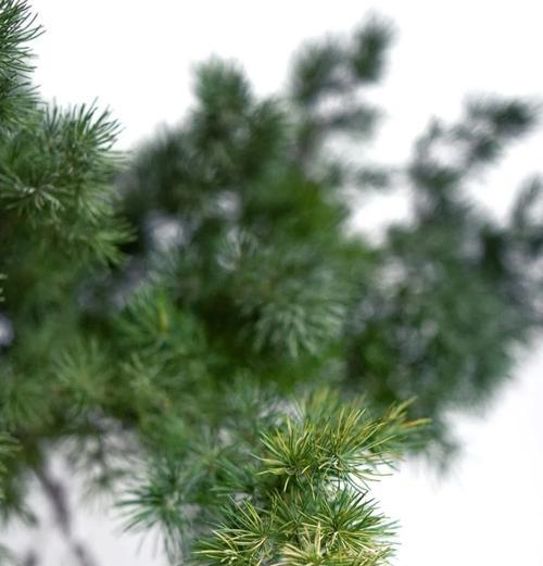 松针花的花语是什么？松针花代表了什么意义？