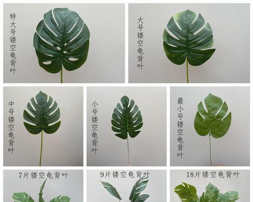 龟背叶的花语有哪些？龟背叶象征着什么？