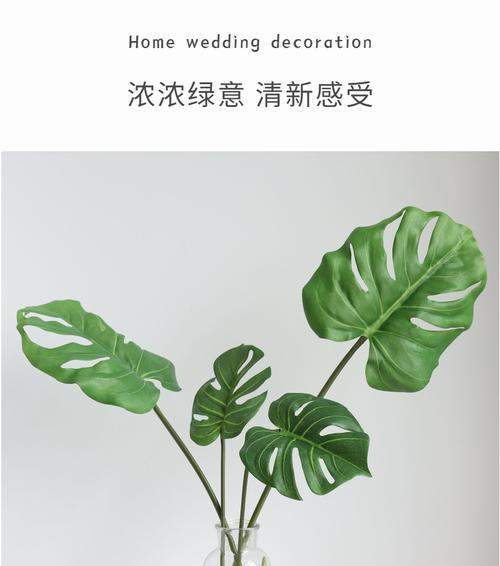 龟背叶的花语有哪些？龟背叶象征着什么？