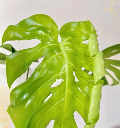 龟背叶的花语有哪些？龟背叶象征着什么？