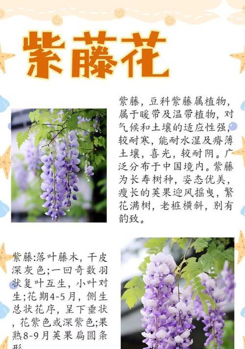 大花紫葳花语有何含义？大花紫葳象征着什么？