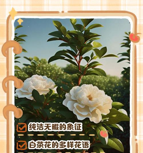 花语故事泰语怎么翻译？泰语中的花语有哪些特别含义？