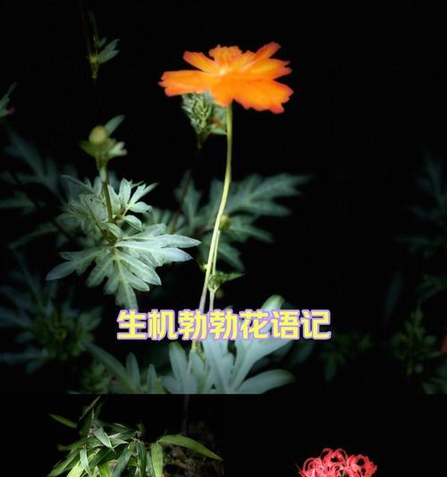 家养植物花语有哪些？如何通过植物表达情感？