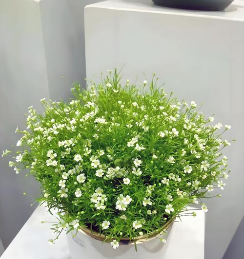 家养植物花语有哪些？如何通过植物表达情感？