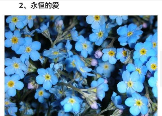 花语如何代表自己？选择哪种花语最能表达个性？